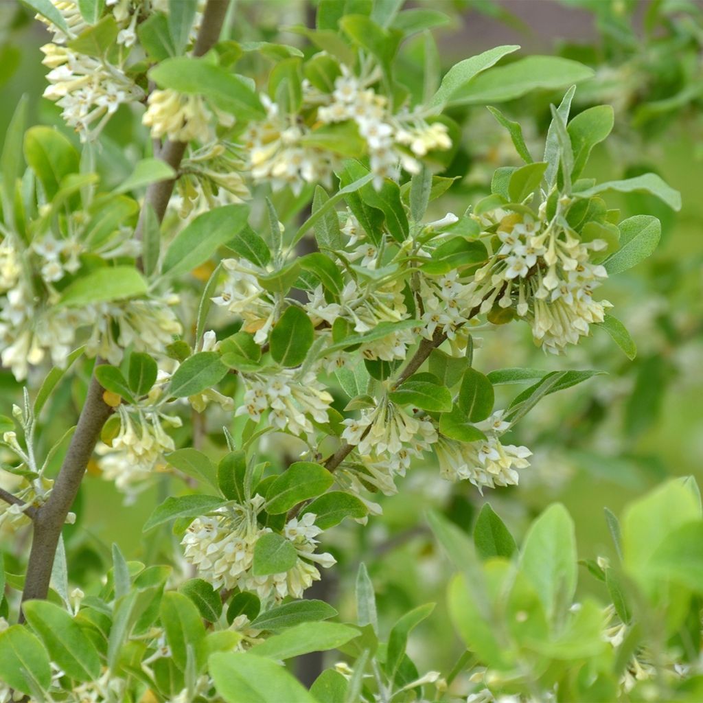 Groselha-dos-açores Fortunella - Elaeagnus umbellata