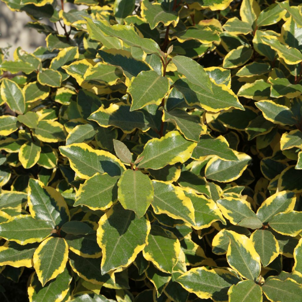 Elaeagnus ebbingei Viveleg