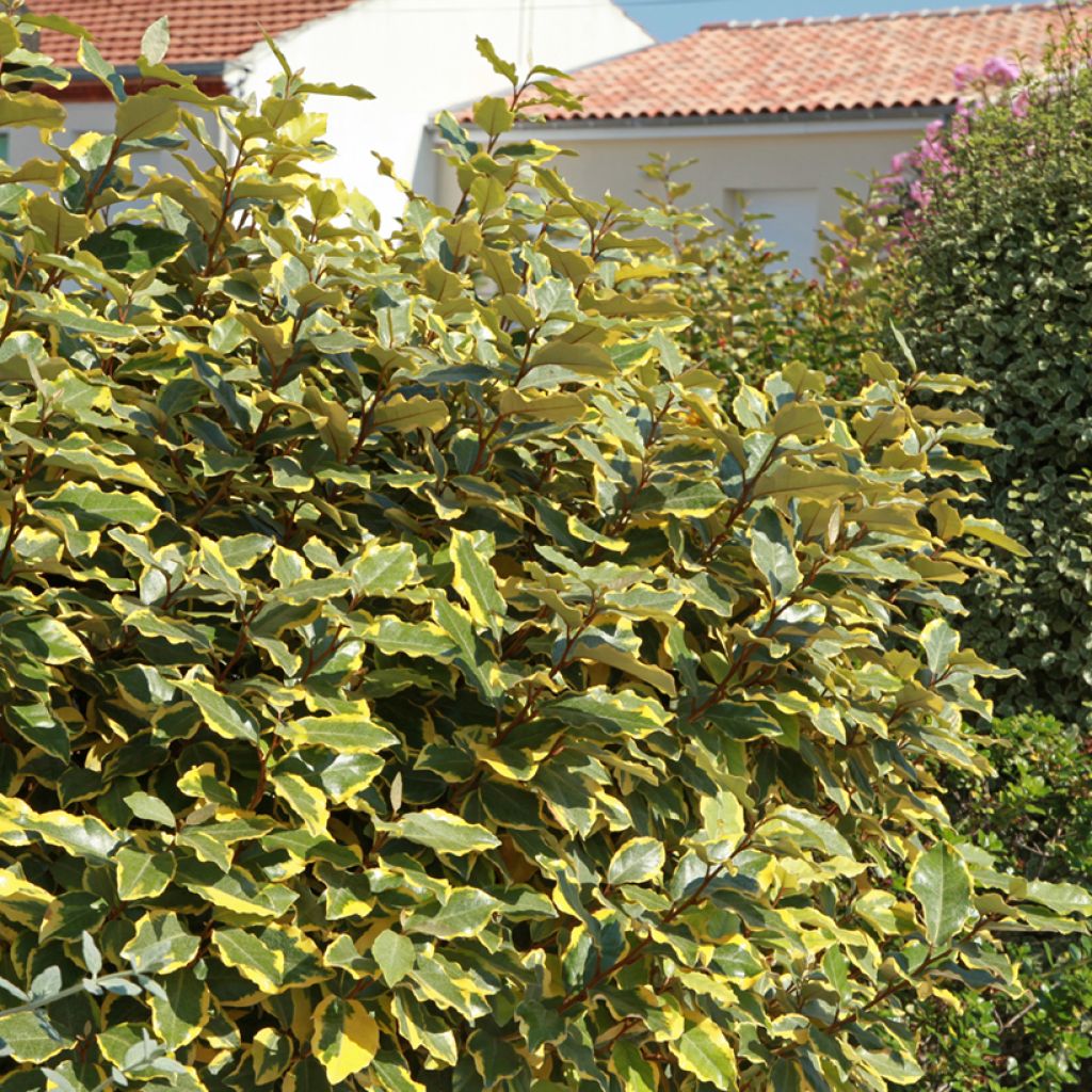 Elaeagnus ebbingei Viveleg
