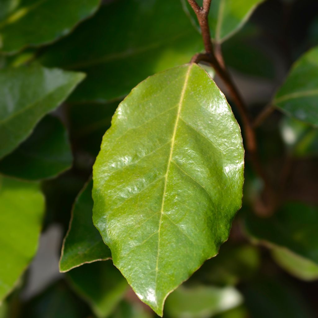 Elaeagnus ebbingei Crispy