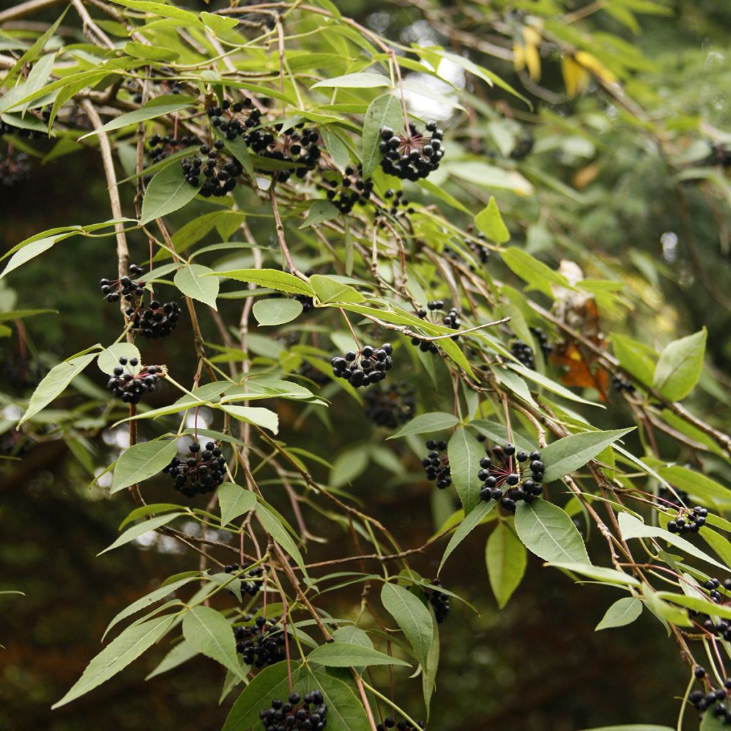 Eleutherococcus setchuenensis