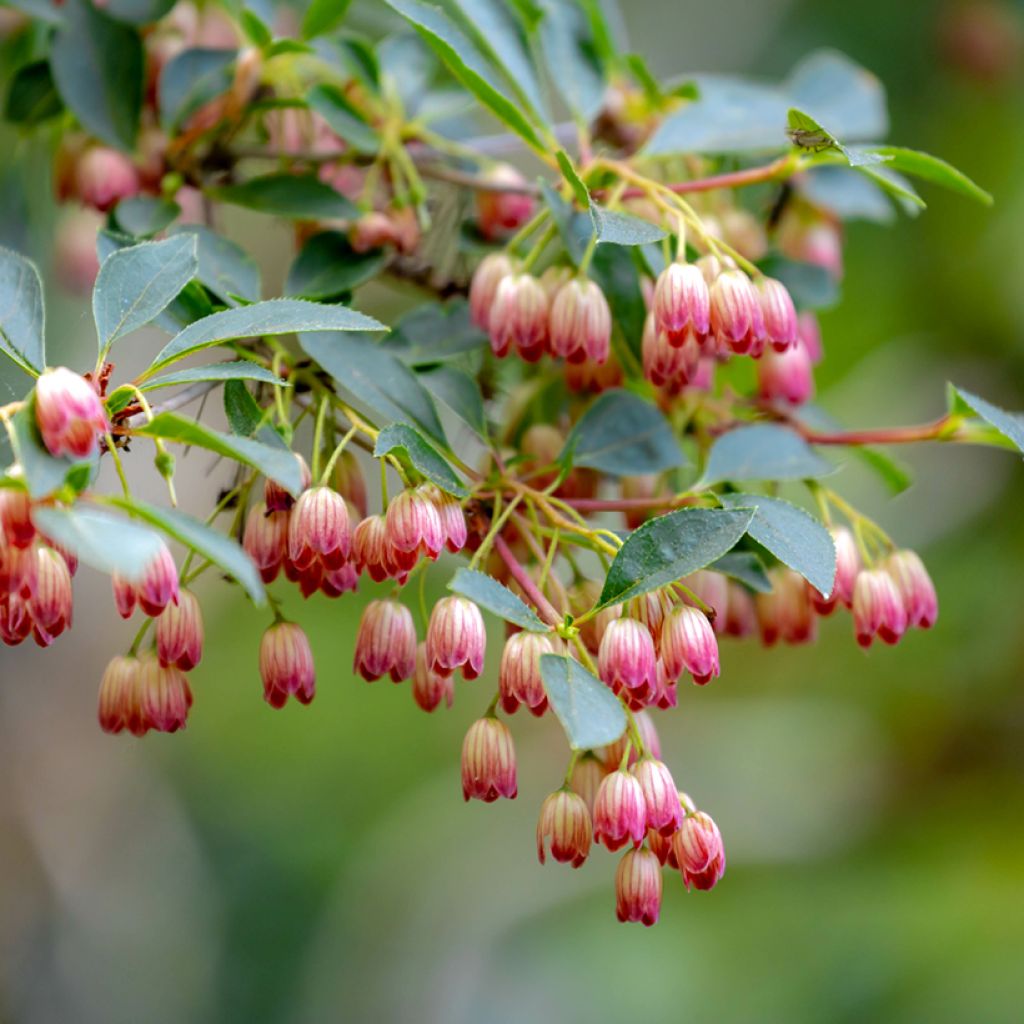 Enkianthus campanulatus