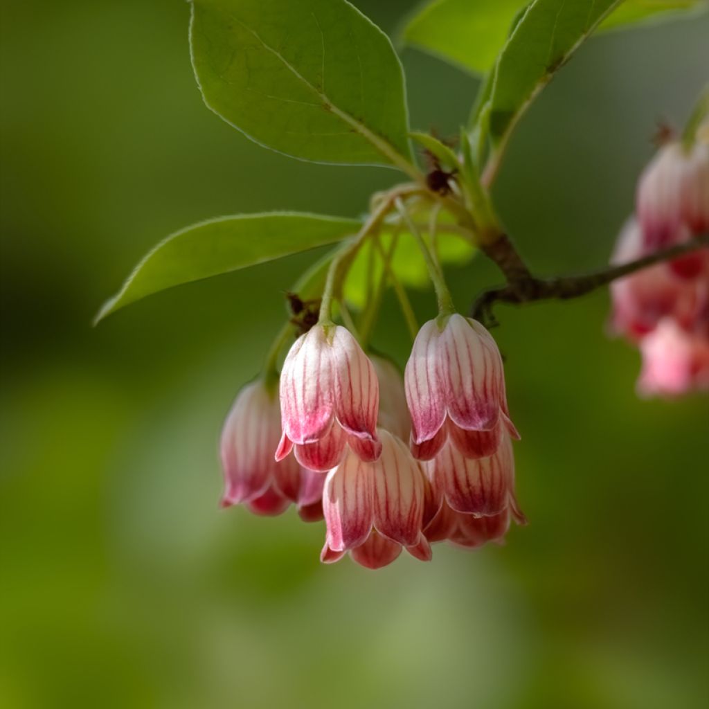 Enkianthus campanulatus