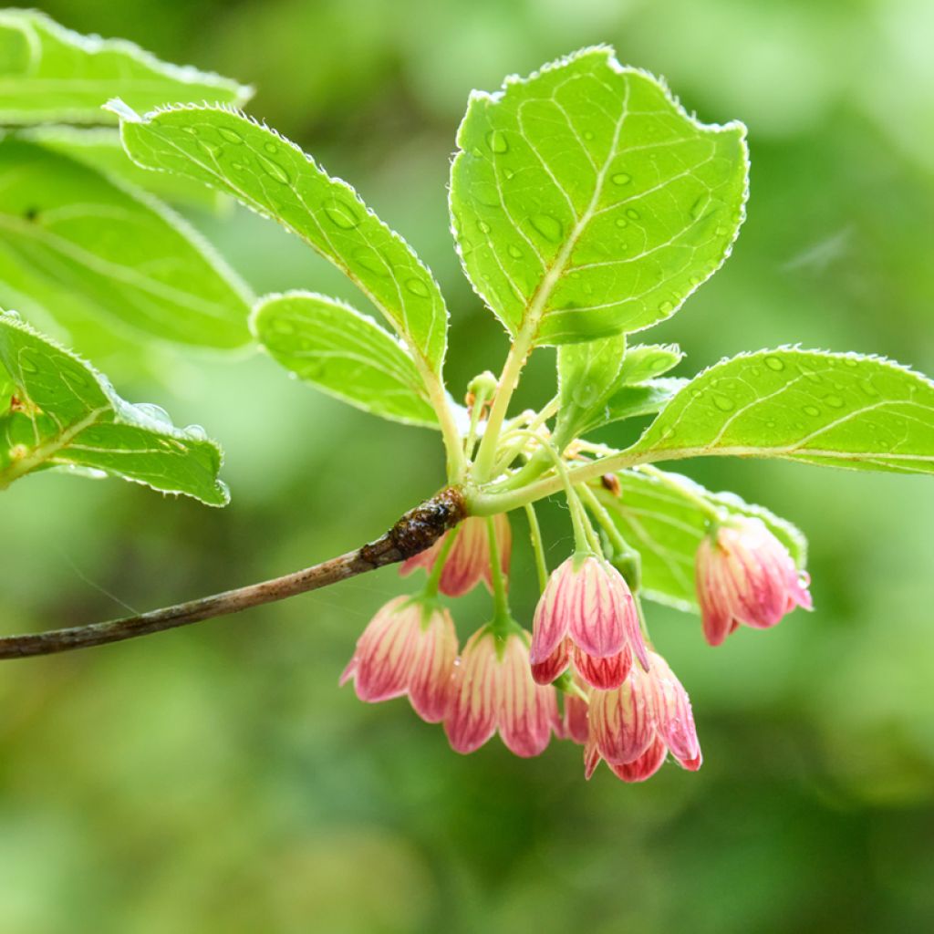 Enkianthus campanulatus
