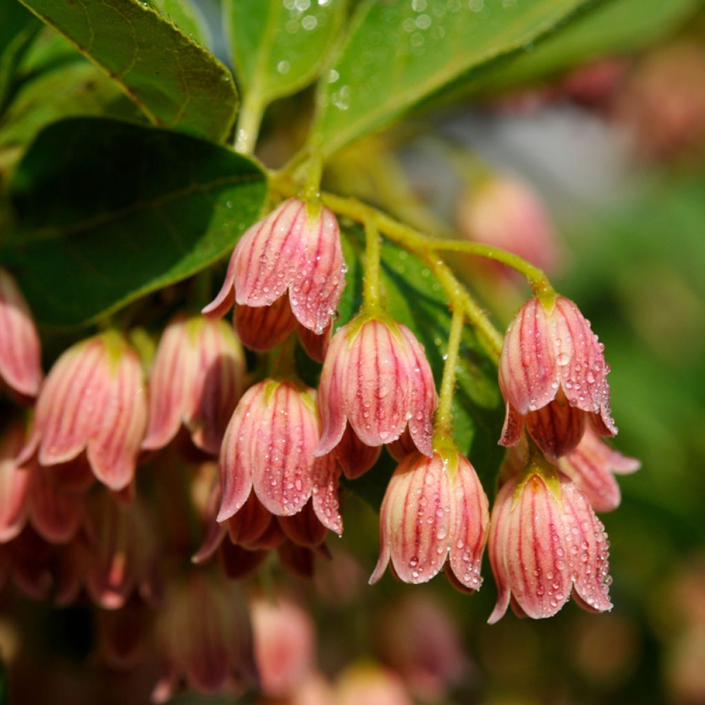 Enkianthus campanulatus var. palibinii