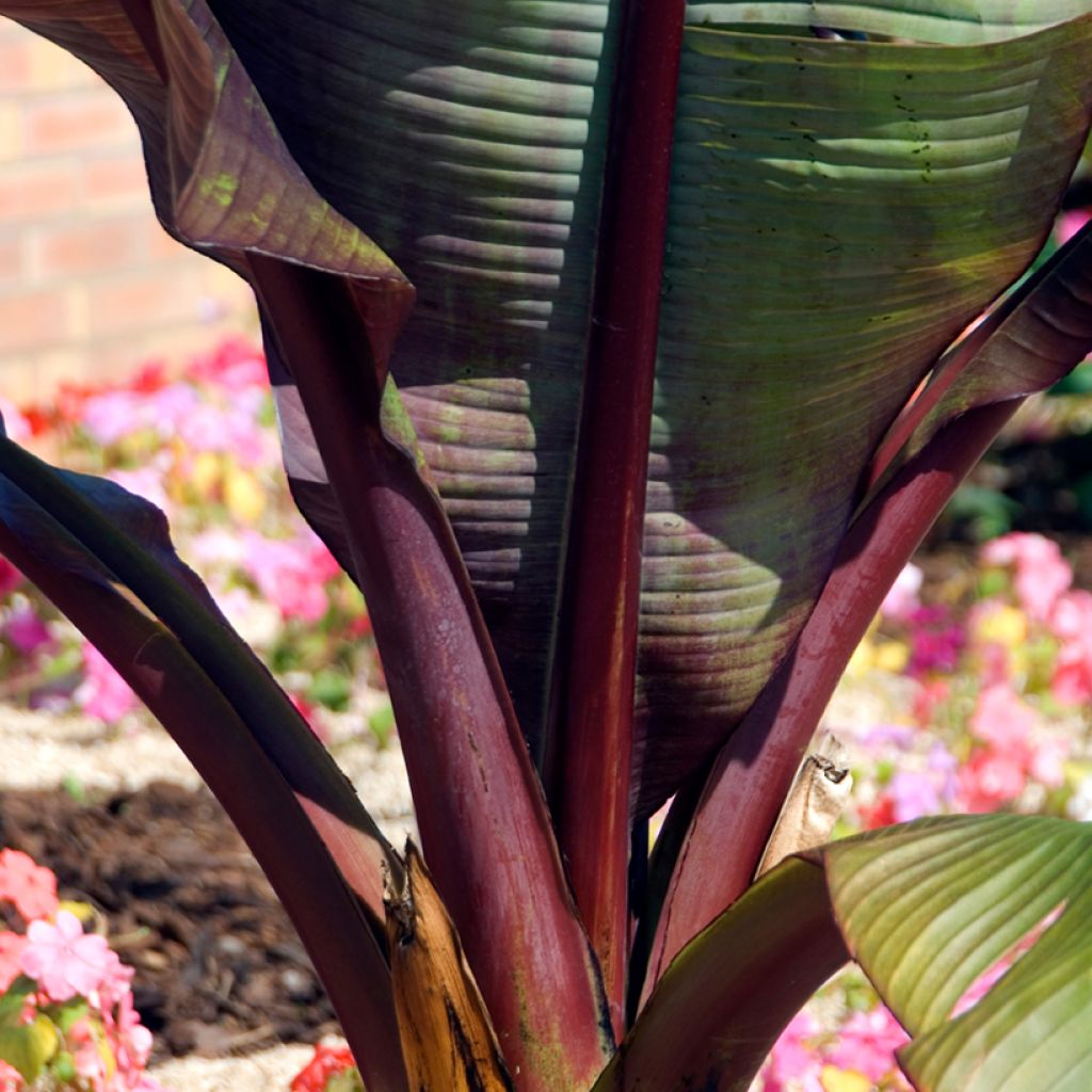 Ensete ventricosum Maurelii