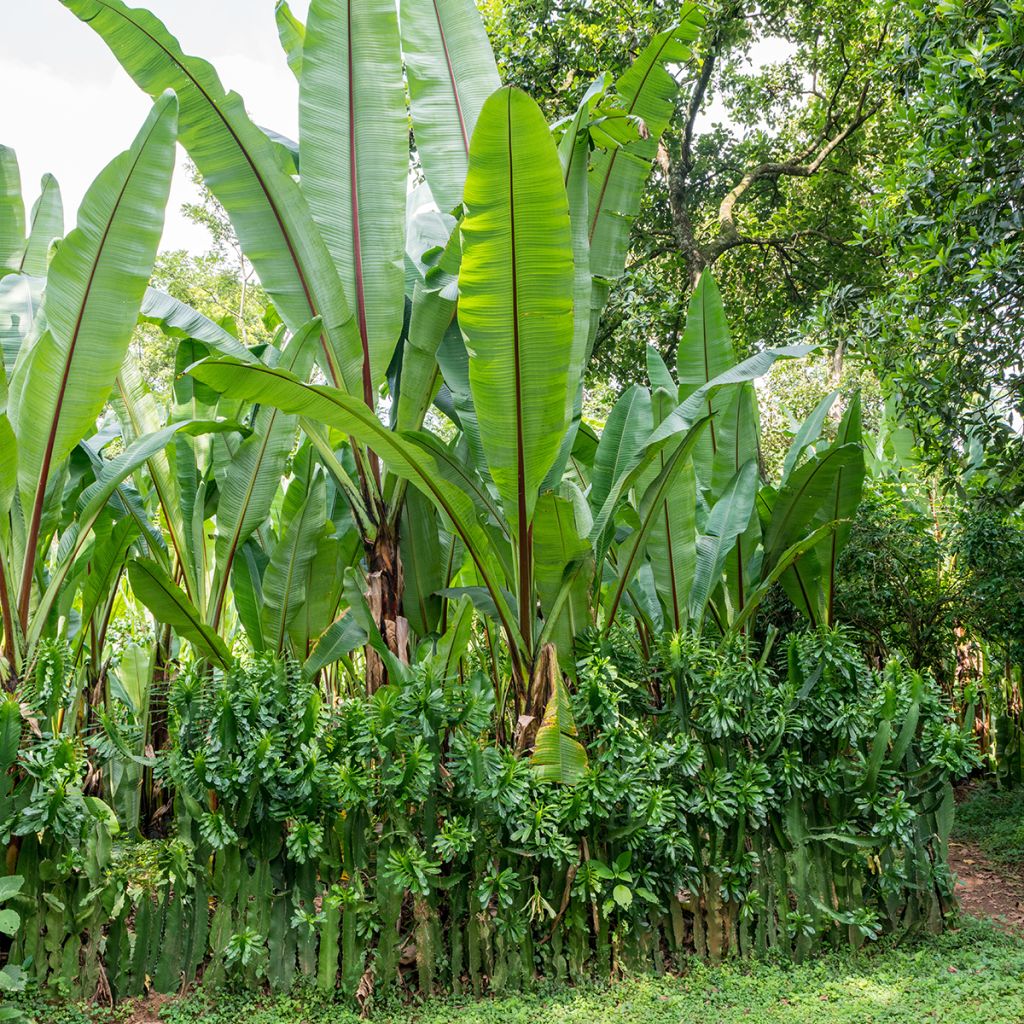 Ensete ventricosum Large Seed