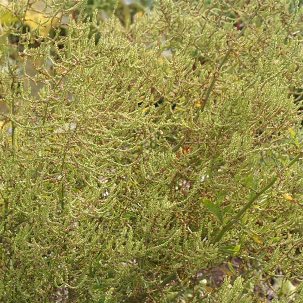 Epazote ou Thé Mexicain NT - Ferme de Sainte Marthe