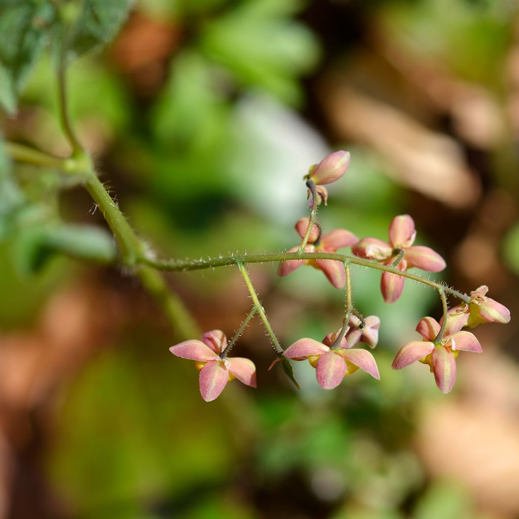 Epimedium alpinum