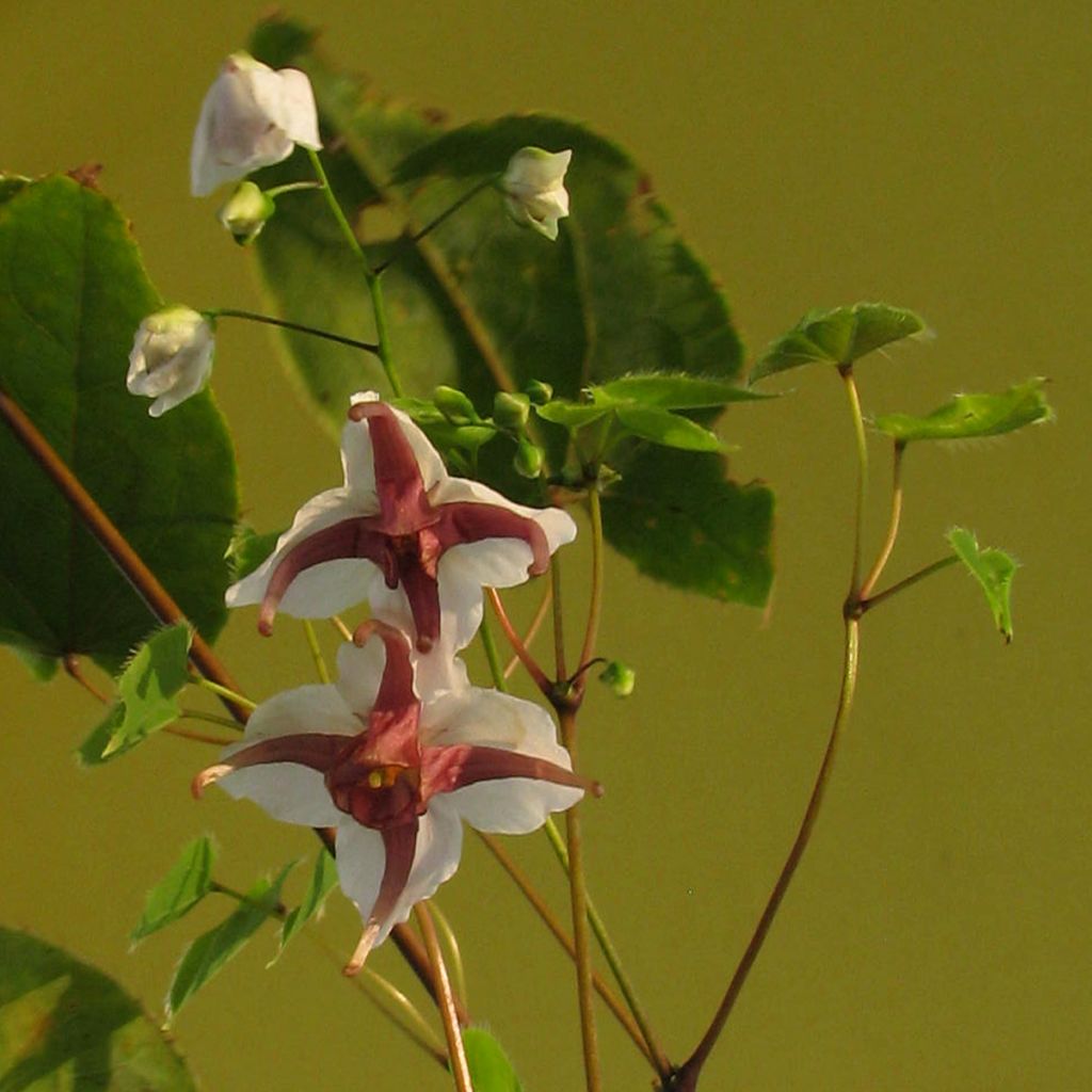 Epimedium epstenii, Fleur des elfes
