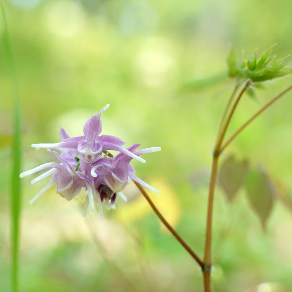 Epimedium grandiflorum