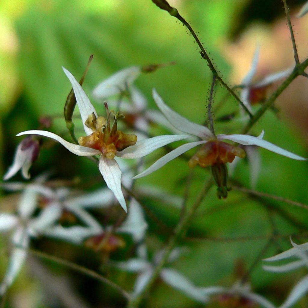 Epimedium pubescens, Fleur des elfes