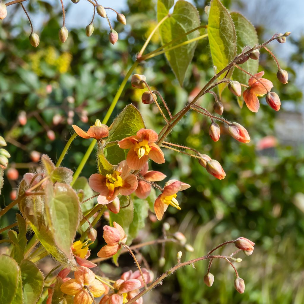 Epimedium × warleyense