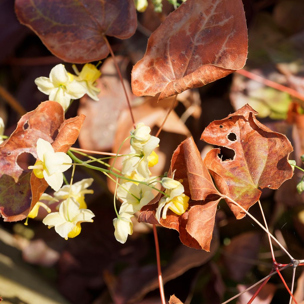 Epimedium × versicolor Sulphureum