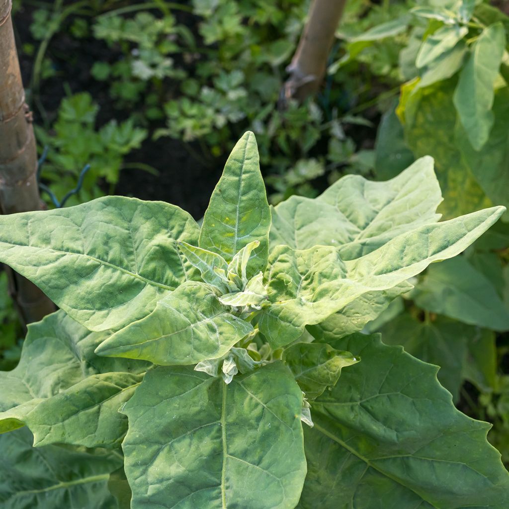 Espinafre Gigante de Inverno