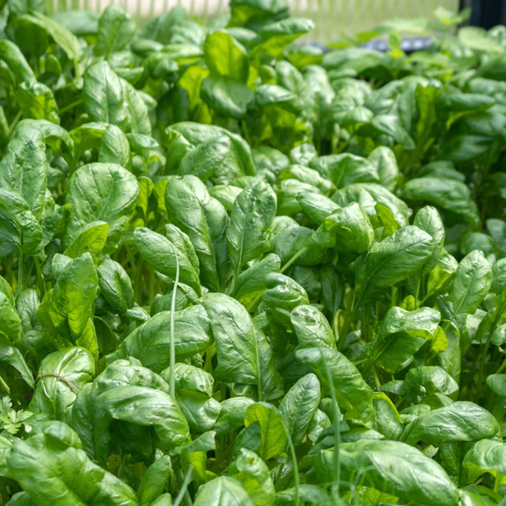 Espinafre Junius Vilmorin