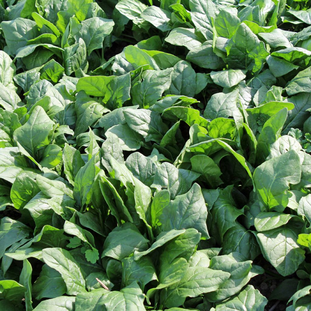 Espinafre Picasso F1