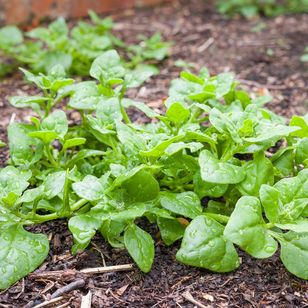 Espinafre-da-nova-zelândia - Tetragonia tetragonioides