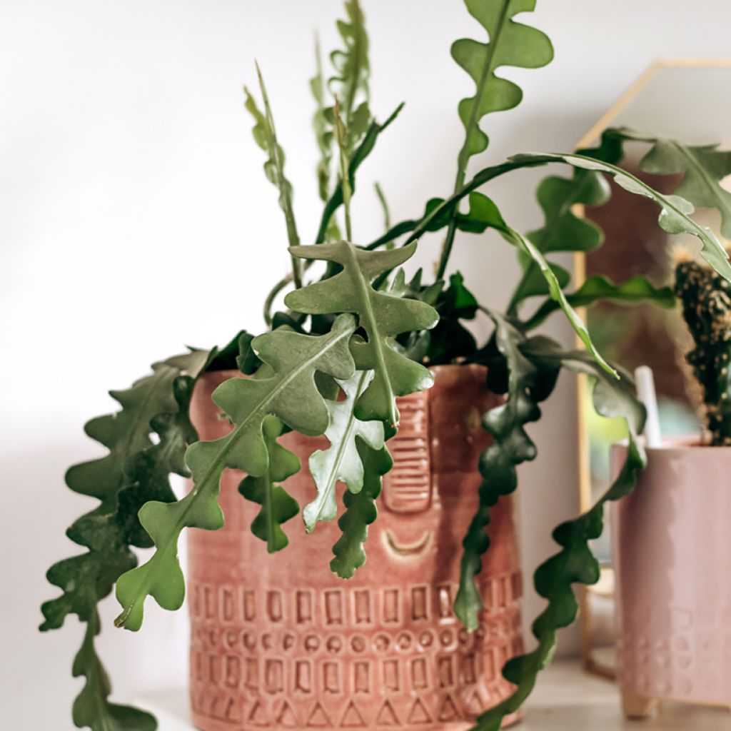 Epiphyllum anguliger