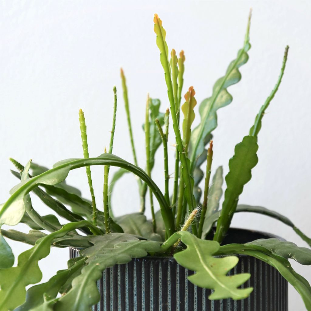 Epiphyllum anguliger