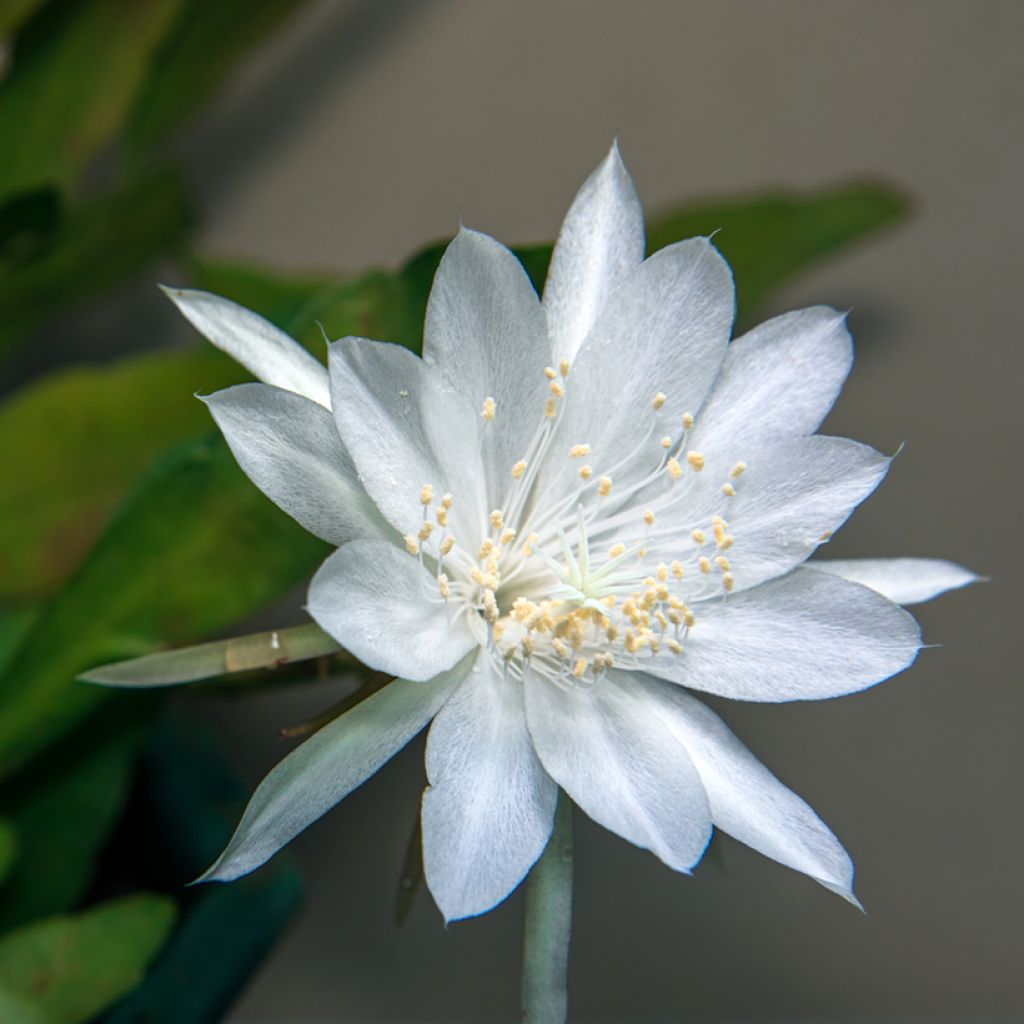 Epiphyllum anguliger