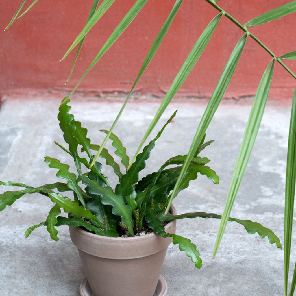 Epiphyllum anguliger