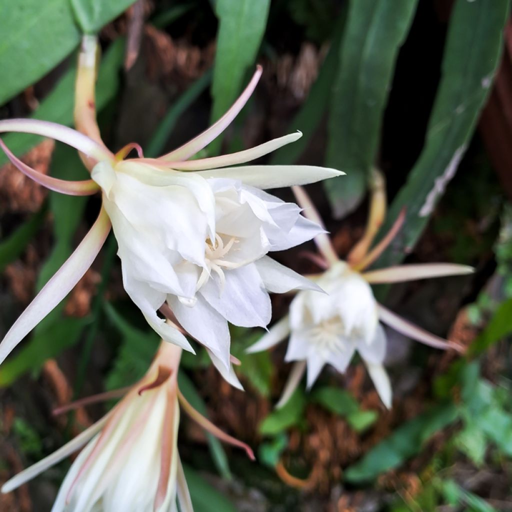Epiphyllum anguliger