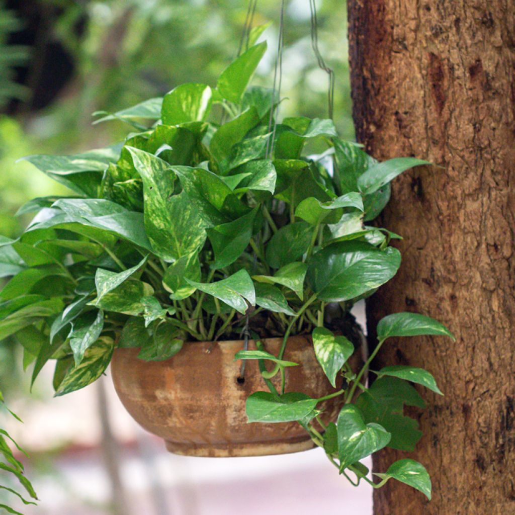 Pothos - Epipremnum aureum