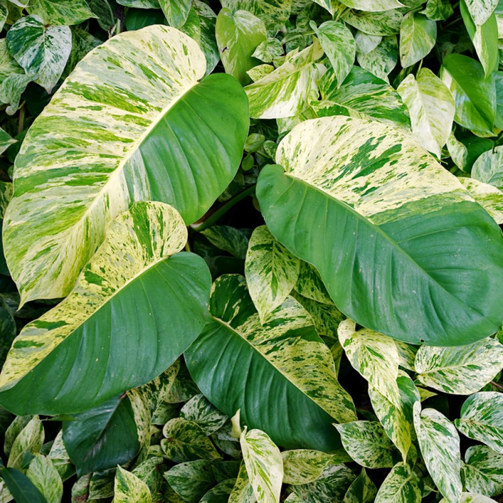 Pothos Marble Queen