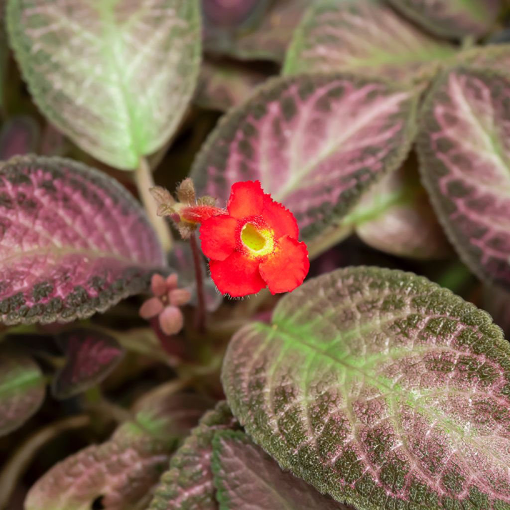 Episcia cupreata Malayan Gem