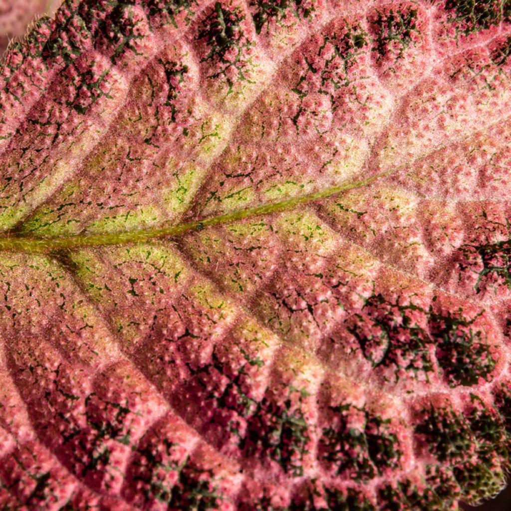 Episcia cupreata Pink Acajou