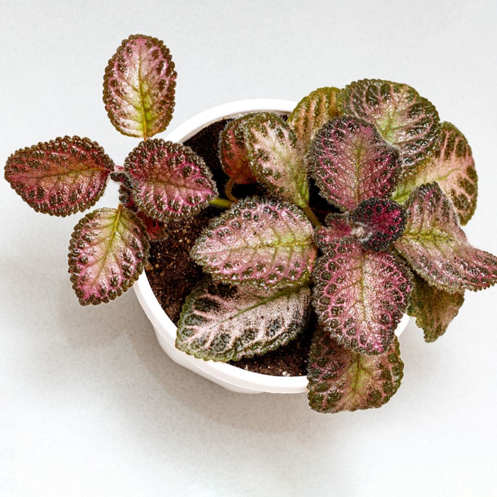 Episcia cupreata Pink Acajou