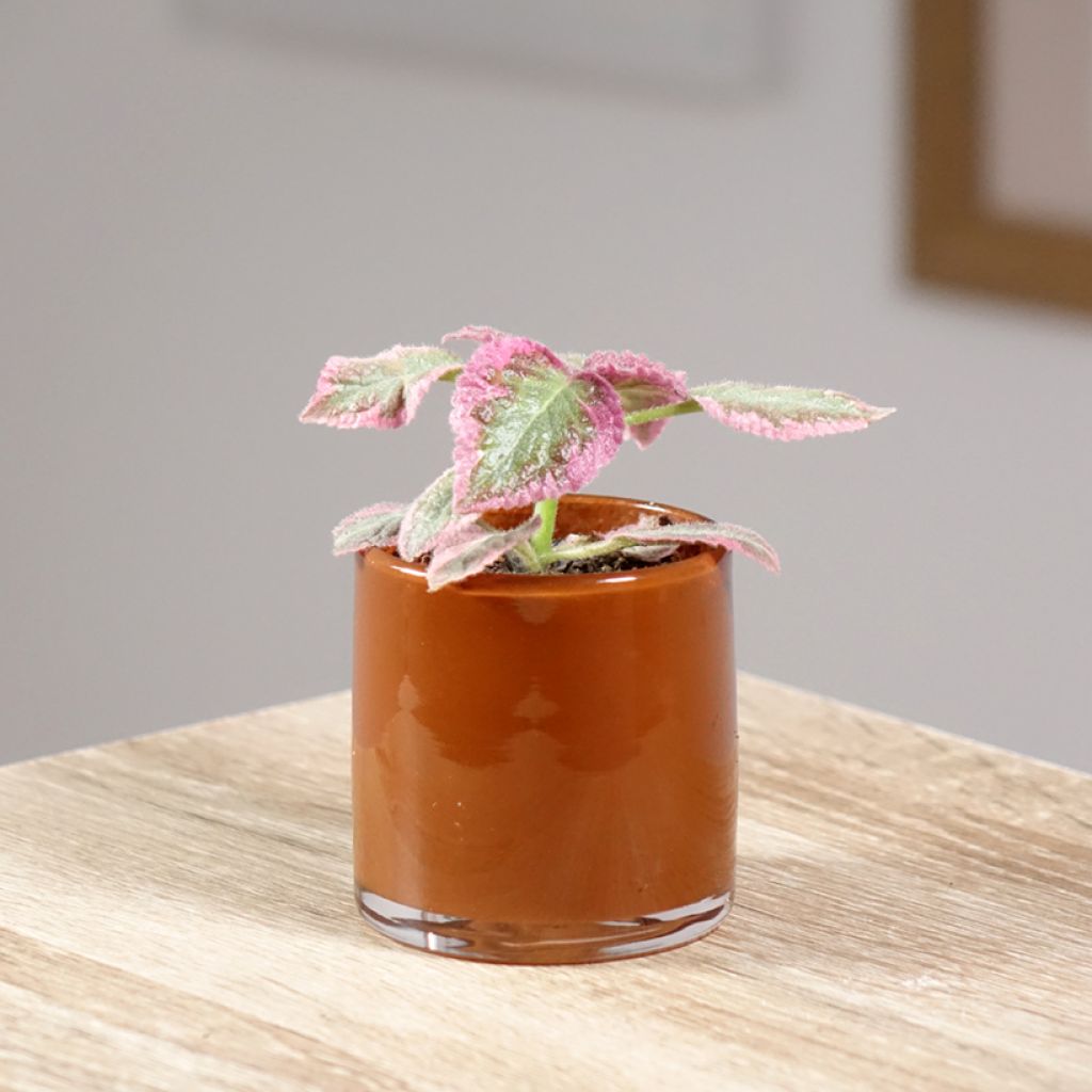 Episcia cupreata Pink Brocade