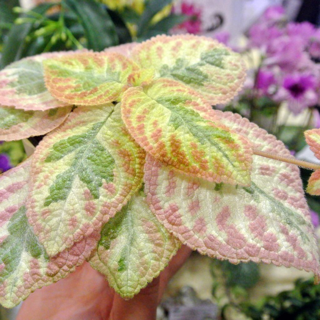 Episcia cupreata Pink Brocade