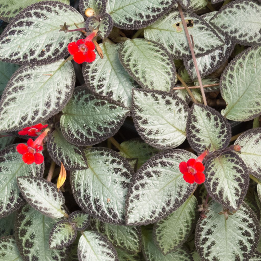 Episcia cupreata Silver Shield