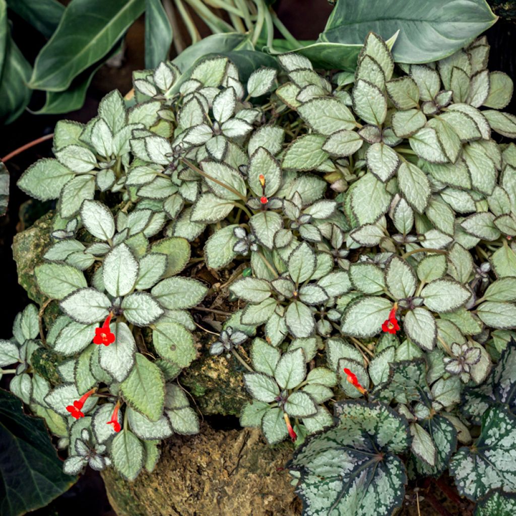 Episcia cupreata Silver Shield