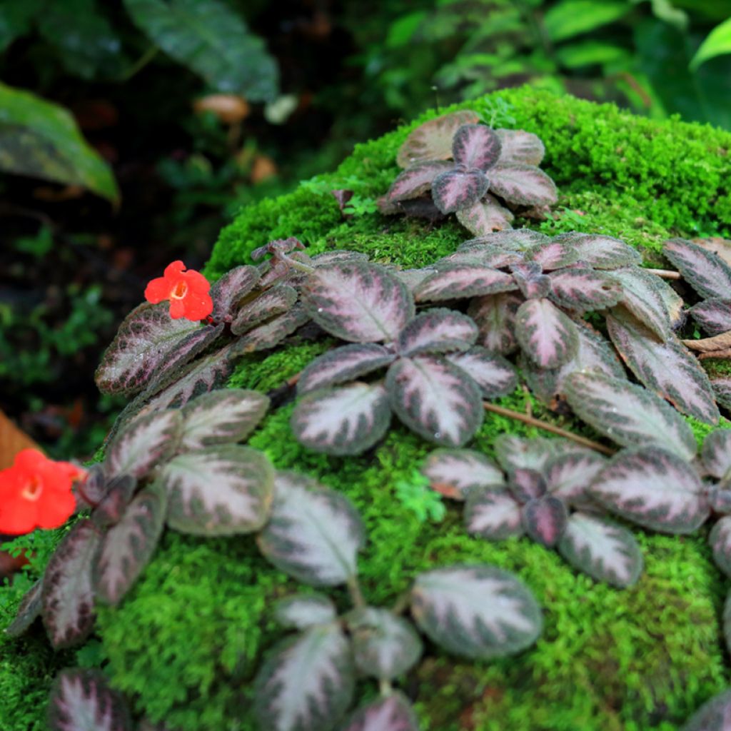 Episcia cupreata Silver Shield