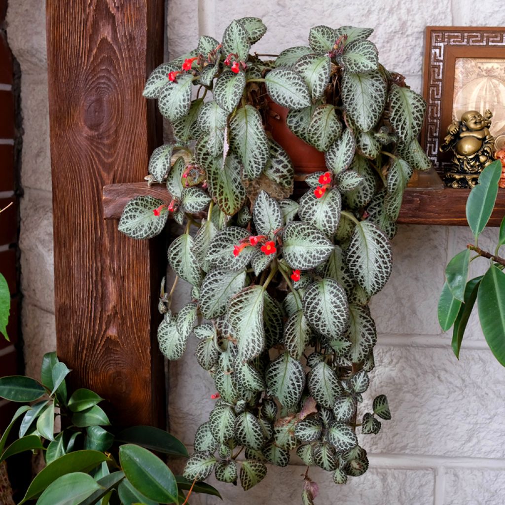 Episcia cupreata Silver Shield
