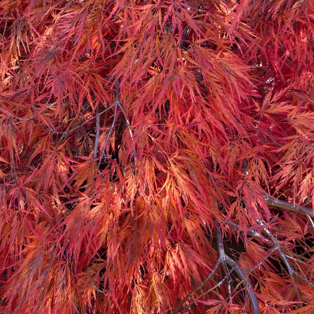 Ácer-do-japão Dissectum Orangeola - Acer palmatum