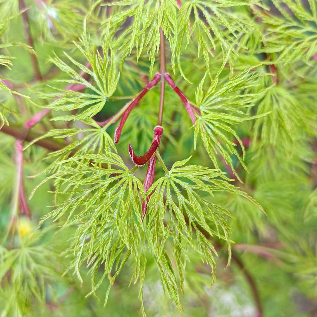 Ácer-do-japão Emerald Lace - Acer palmatum var. dissectum