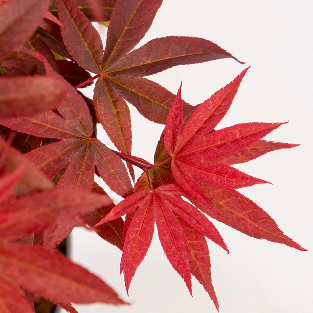 Ácer-do-japão Little Red - Acer palmatum
