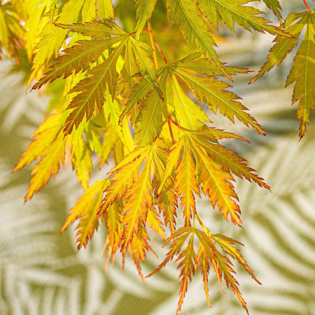Acer Orange Lace