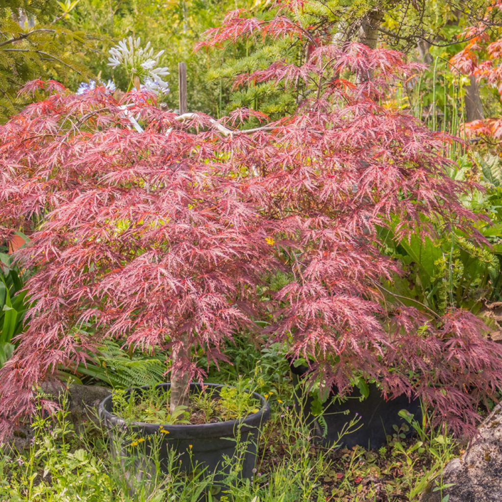 Ácer-do-japão Red Pygmy - Acer palmatum