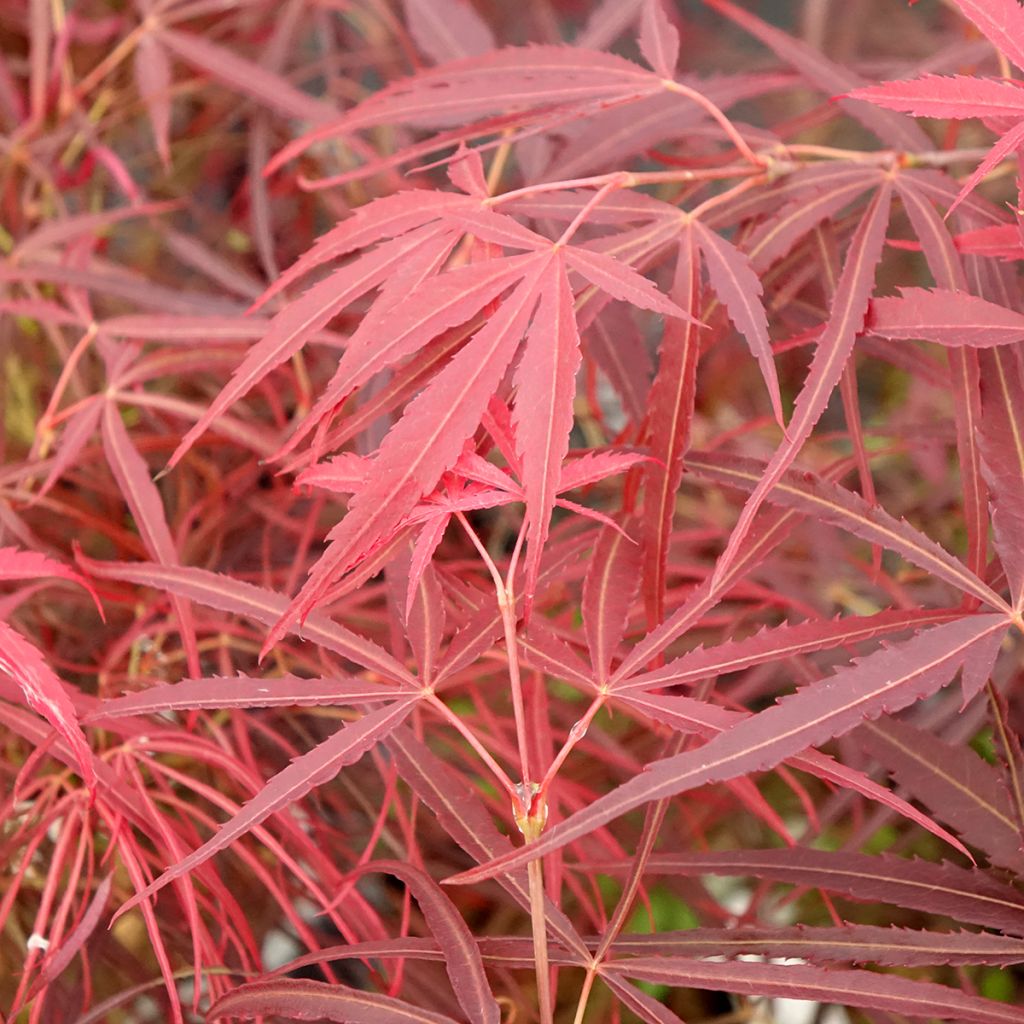 Ácer-do-japão Red Pygmy - Acer palmatum