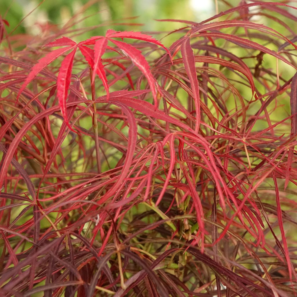 Ácer-do-japão Red Pygmy - Acer palmatum