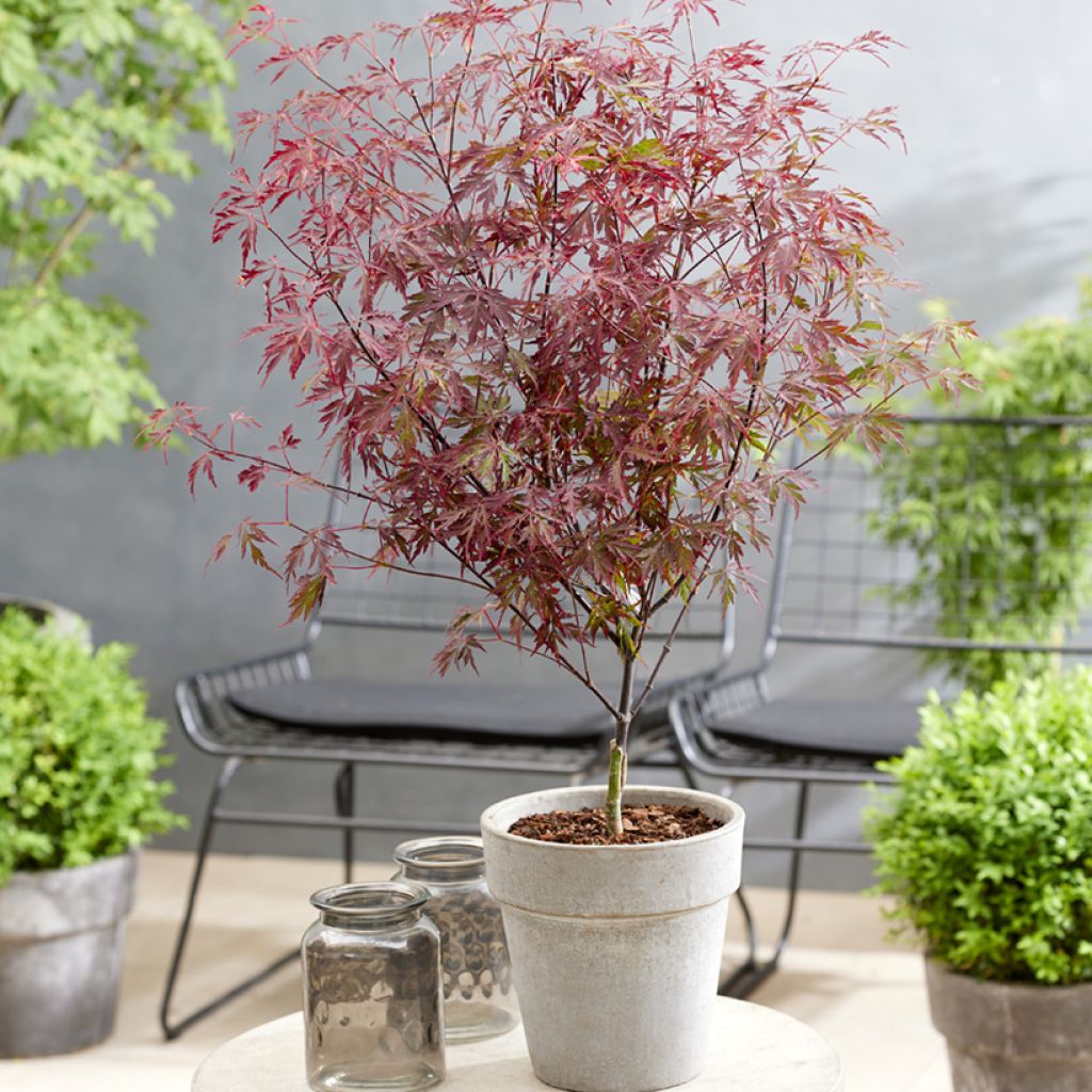 Ácer-do-japão Royal Garnet - Acer palmatum
