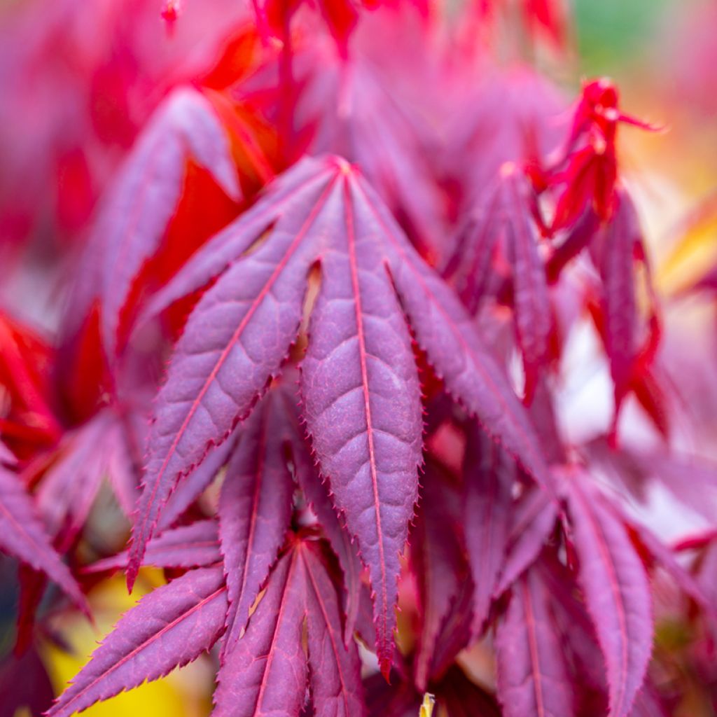 Ácer-do-japão Shaina - Acer palmatum