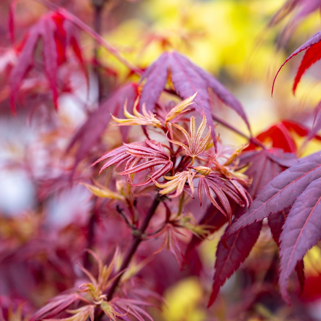 Ácer-do-japão Shaina - Acer palmatum