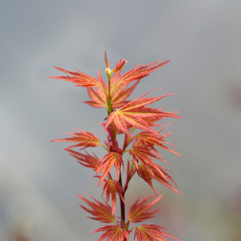 Ácer-do-japão Wilsons Pink Dwarf - Acer palmatum