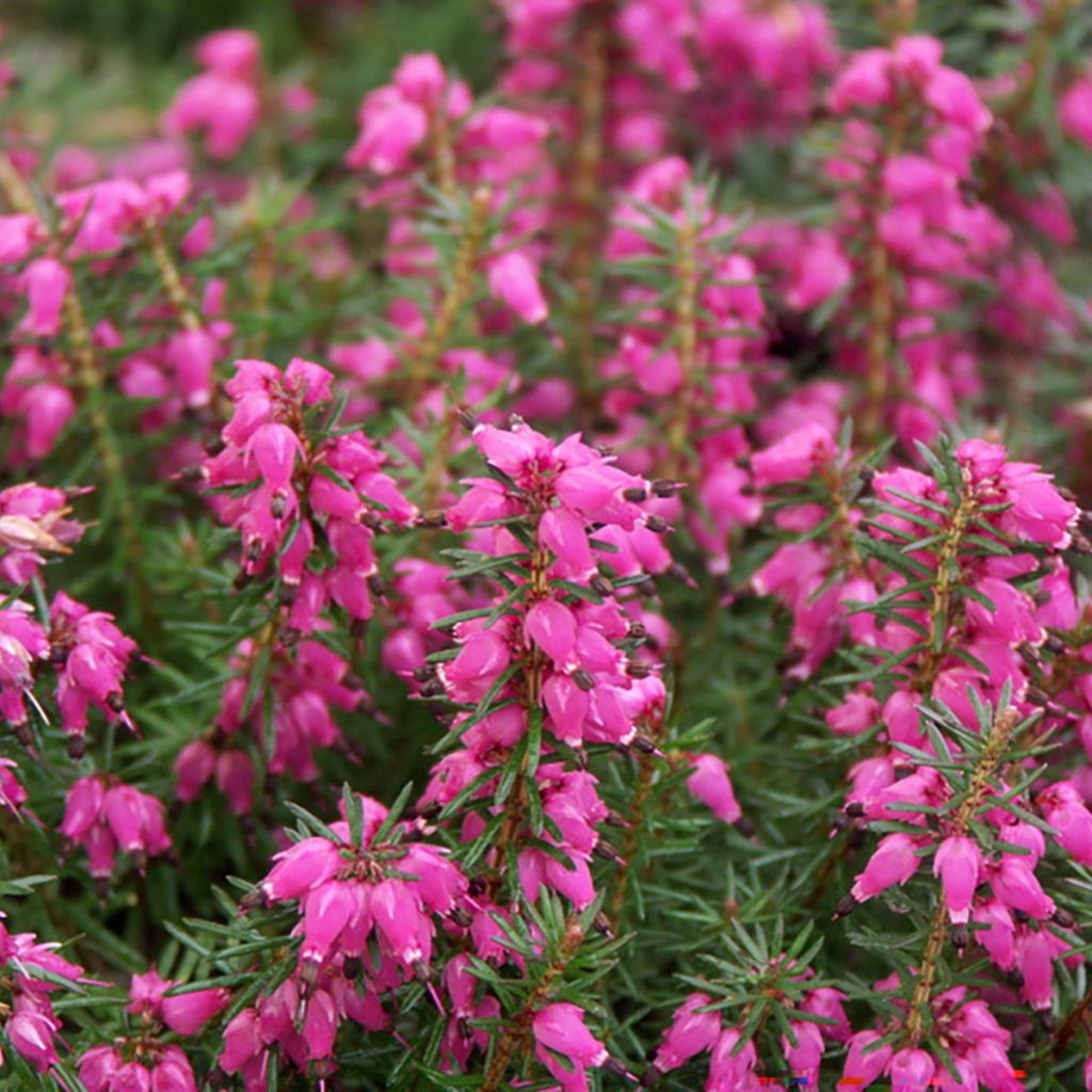 Urze-de-inverno Eva - Erica carnea